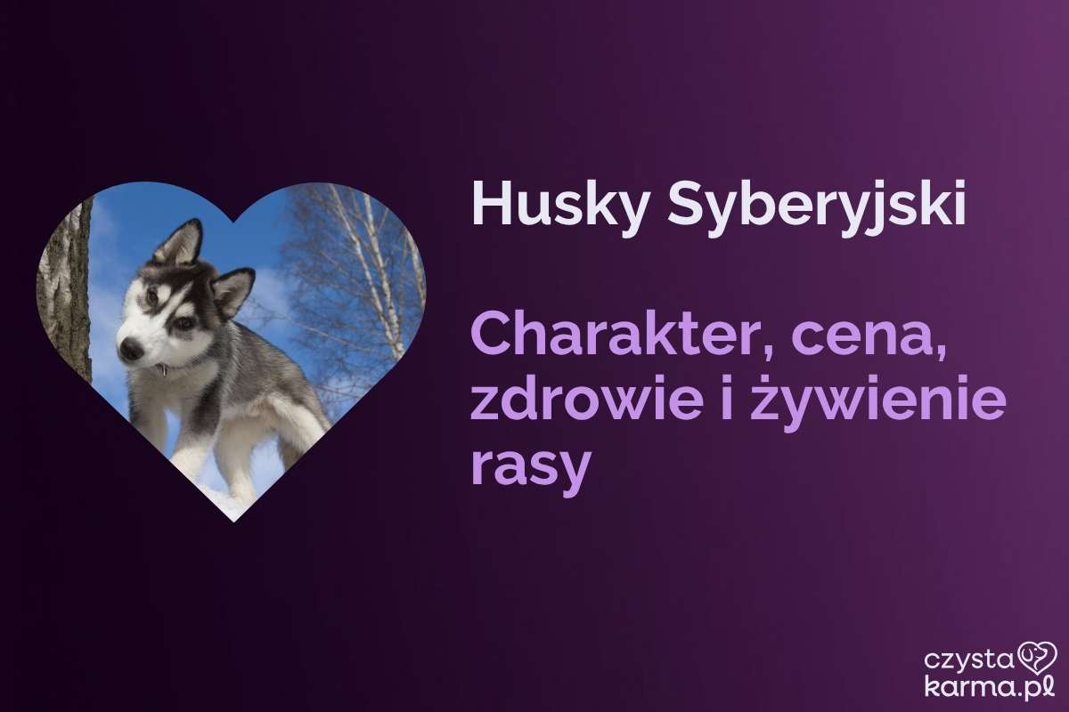 Husky Syberyjski — charakter, cena, zdrowie i żywienie rasy
