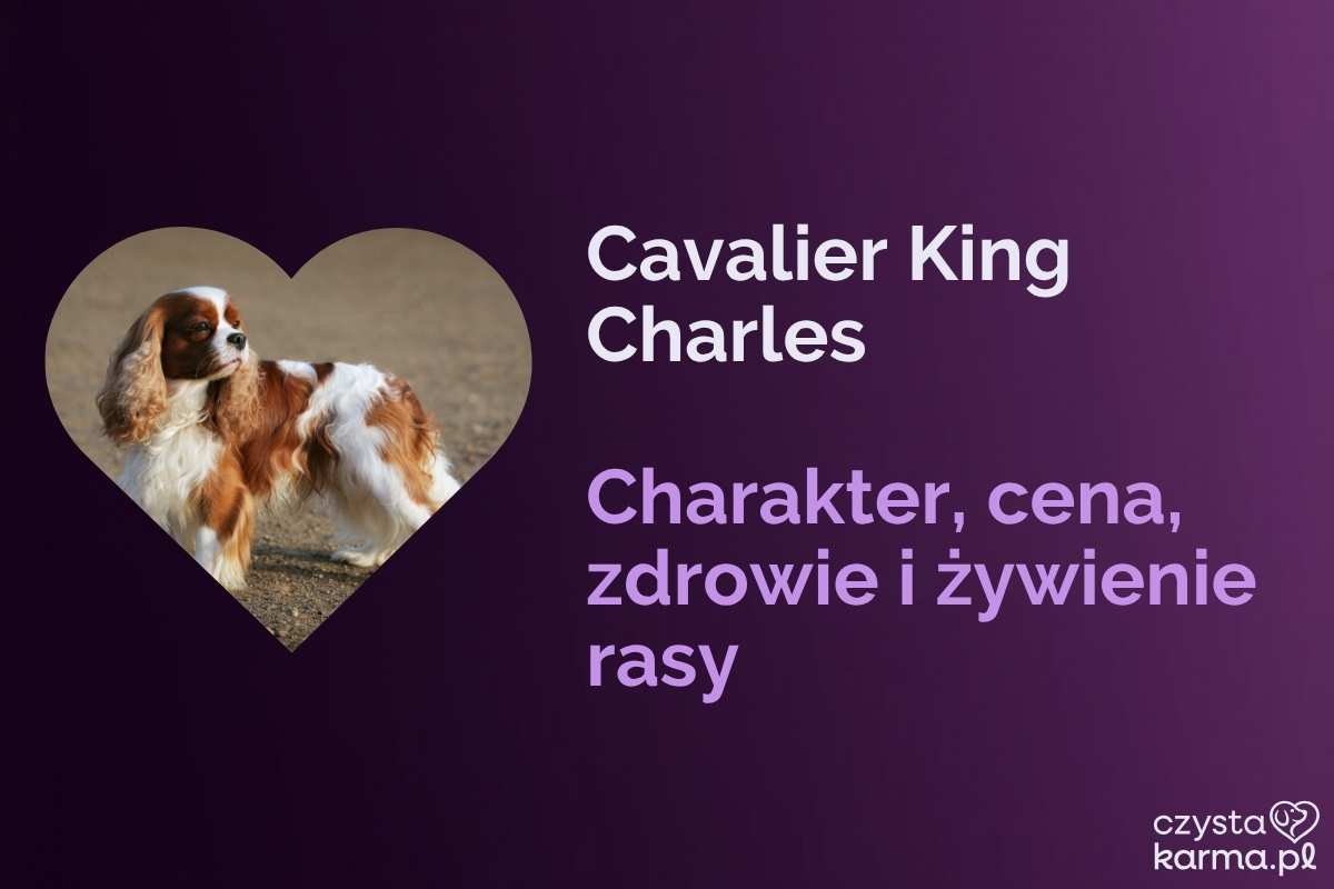 Cavalier King Charles — charakter, cena i żywienie