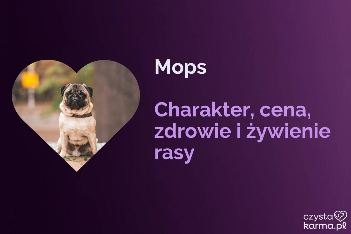 Mops — charakter, cena i żywienie