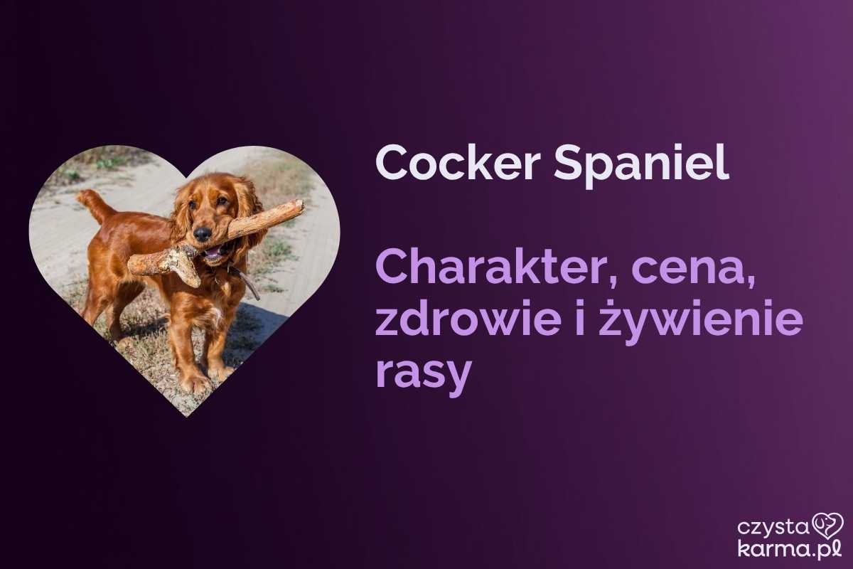 Cocker Spaniel — charakter, cena i żywienie