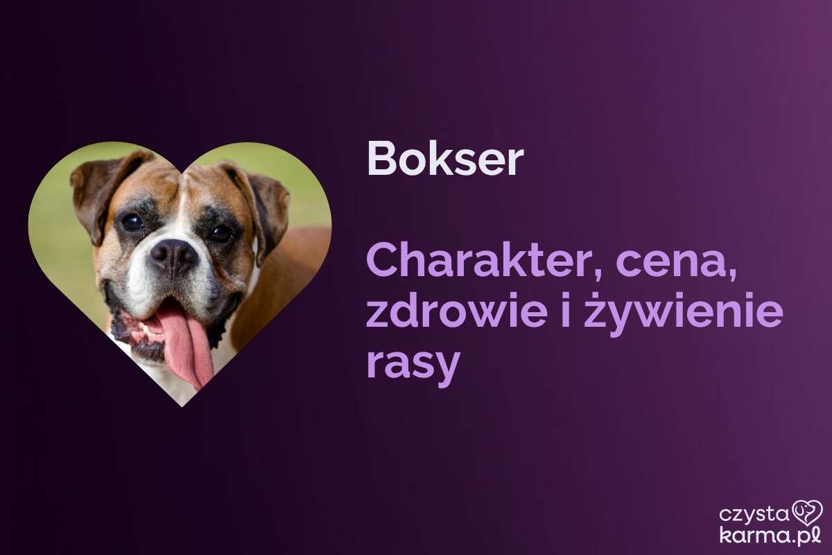 Bokser — charakter, cena i żywienie