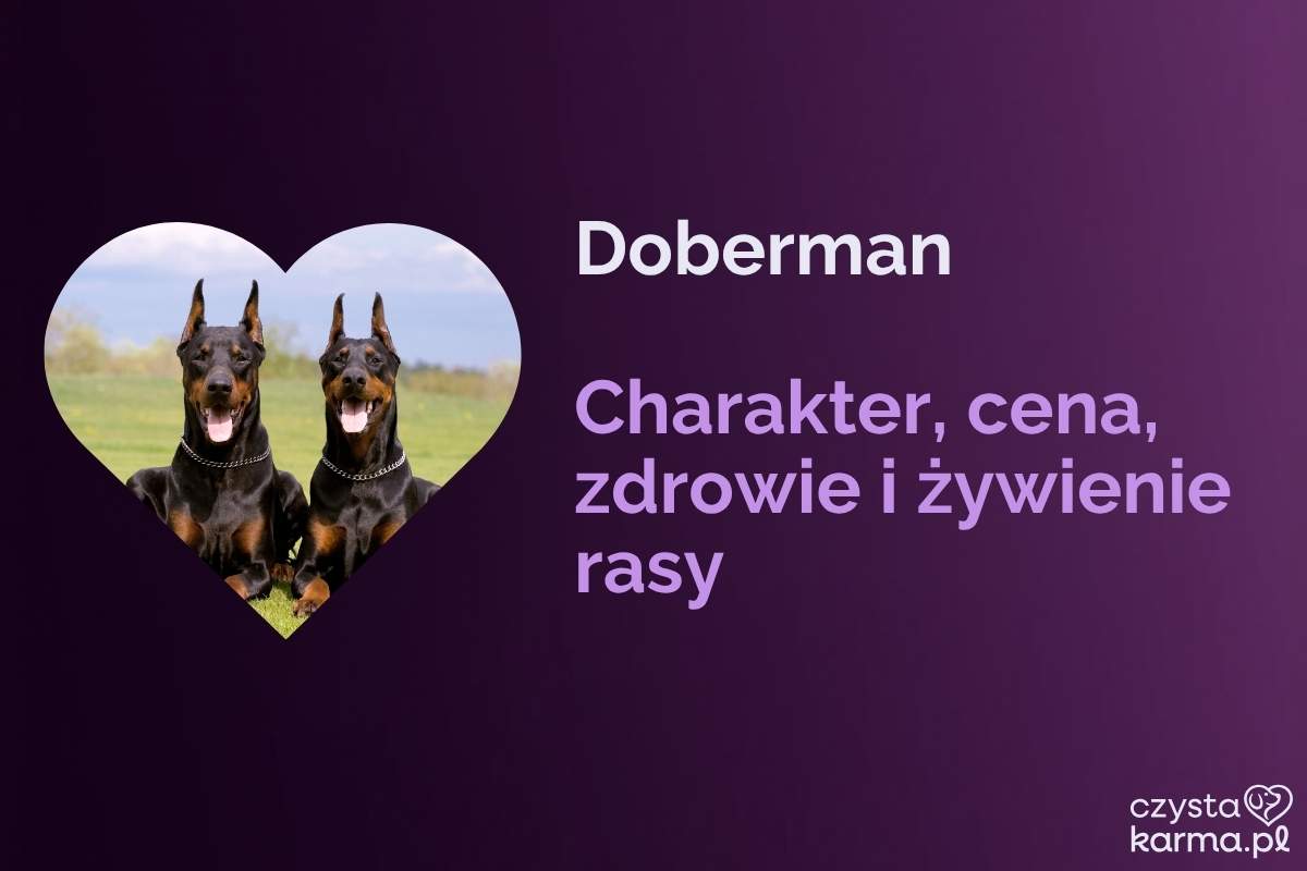 Doberman — charakter, cena i żywienie