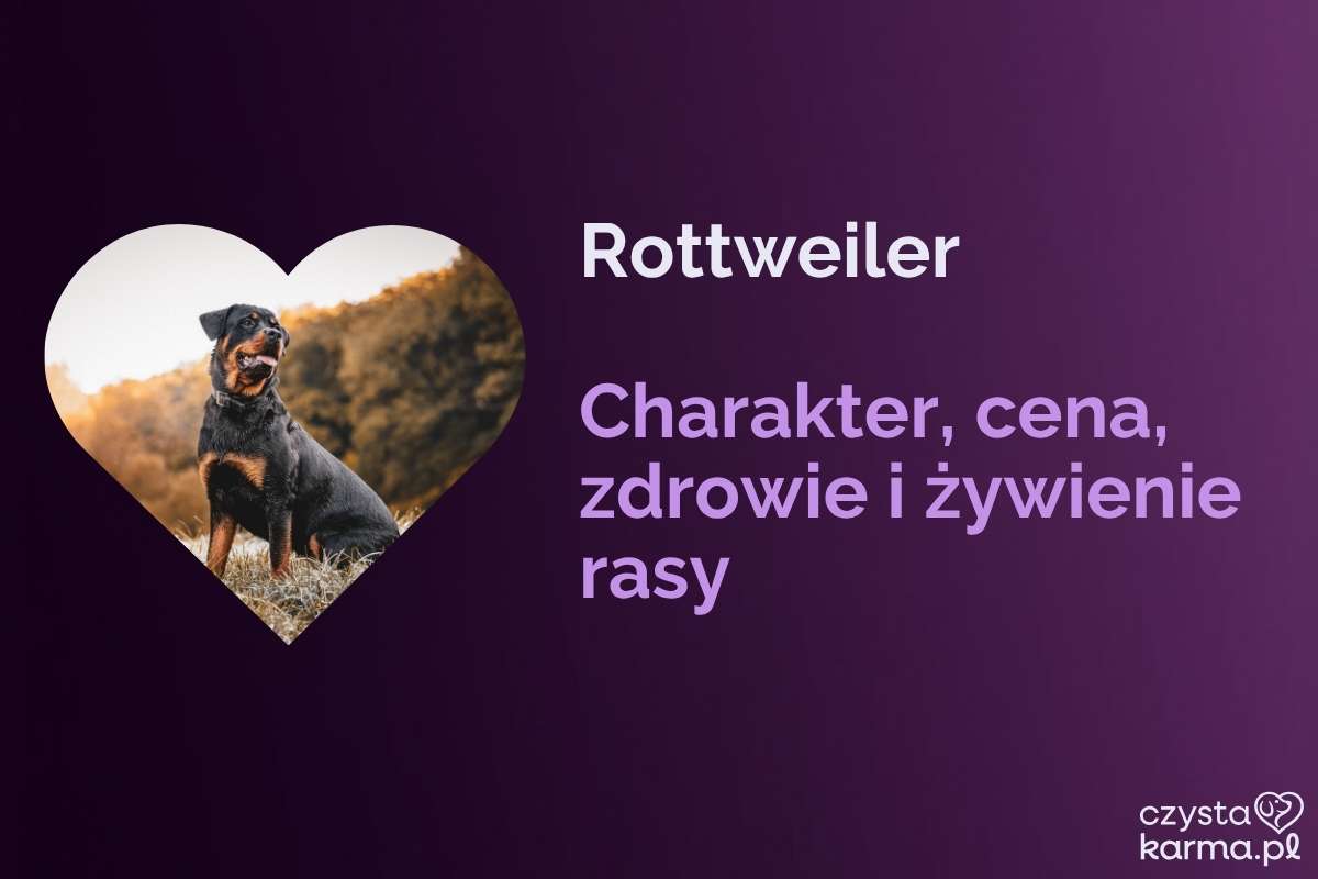 Rottweiler — charakter, cena i żywienie rasy