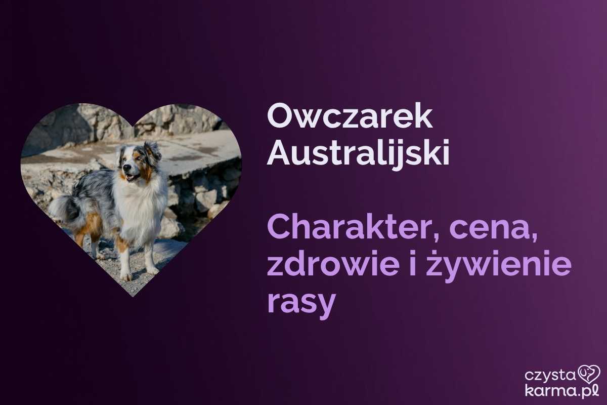 Owczarek Australijski — charakter, cena i żywienie rasy