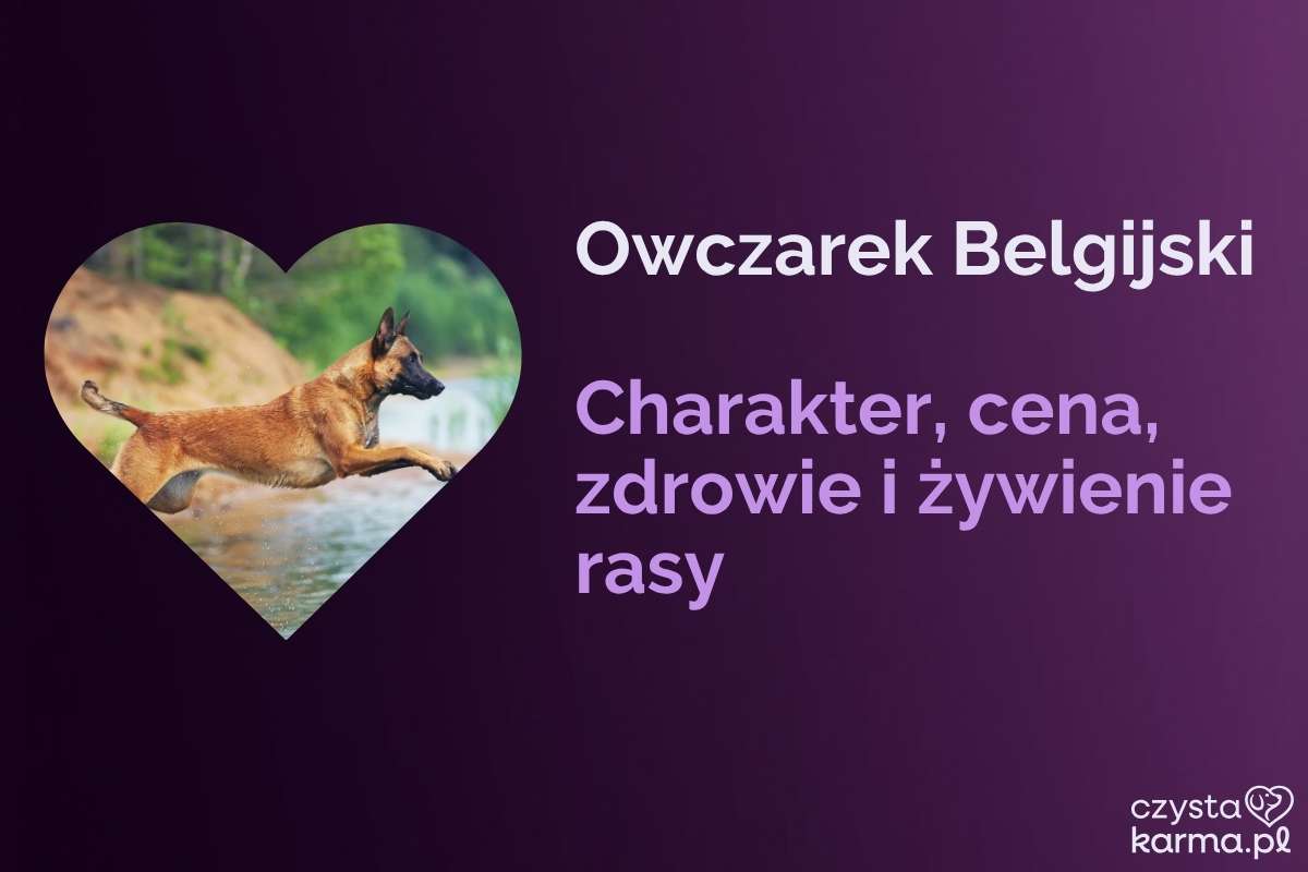 Owczarek Belgijski — charakter, cena i żywienie rasy