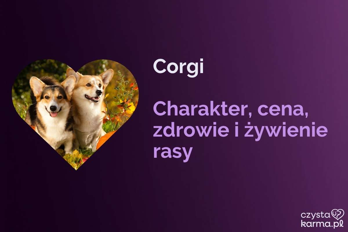 Corgi (welsh corgi) — charakter, wygląd, cena i zdrowie rasy