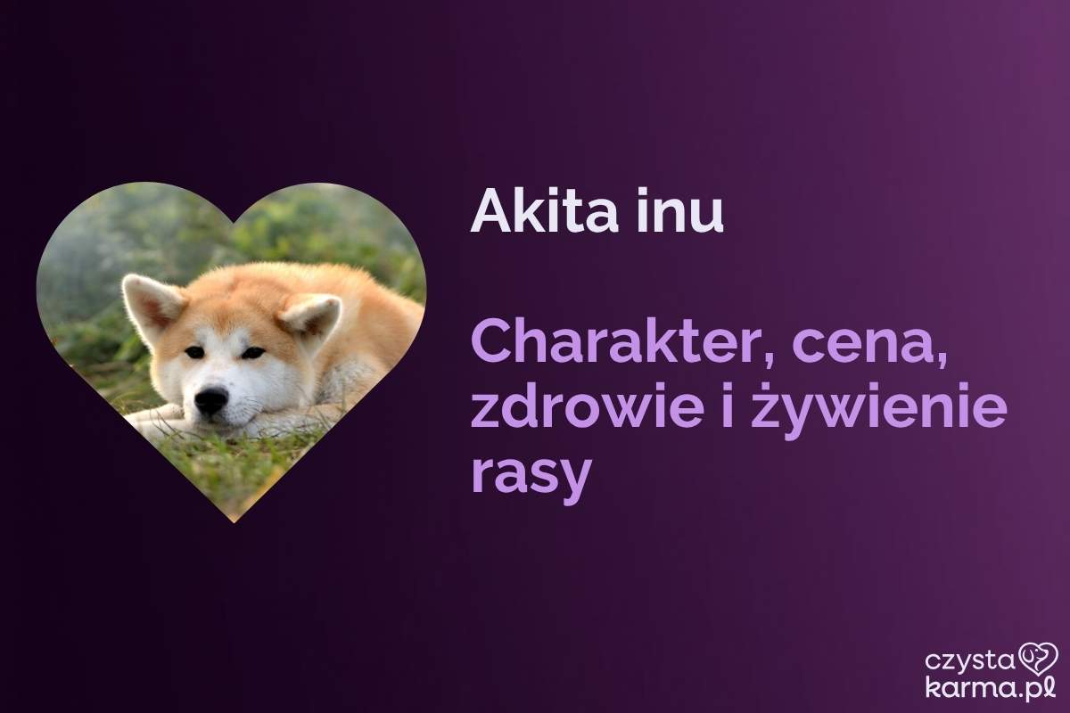 Akita — charakter, wygląd, cena i zdrowie rasy