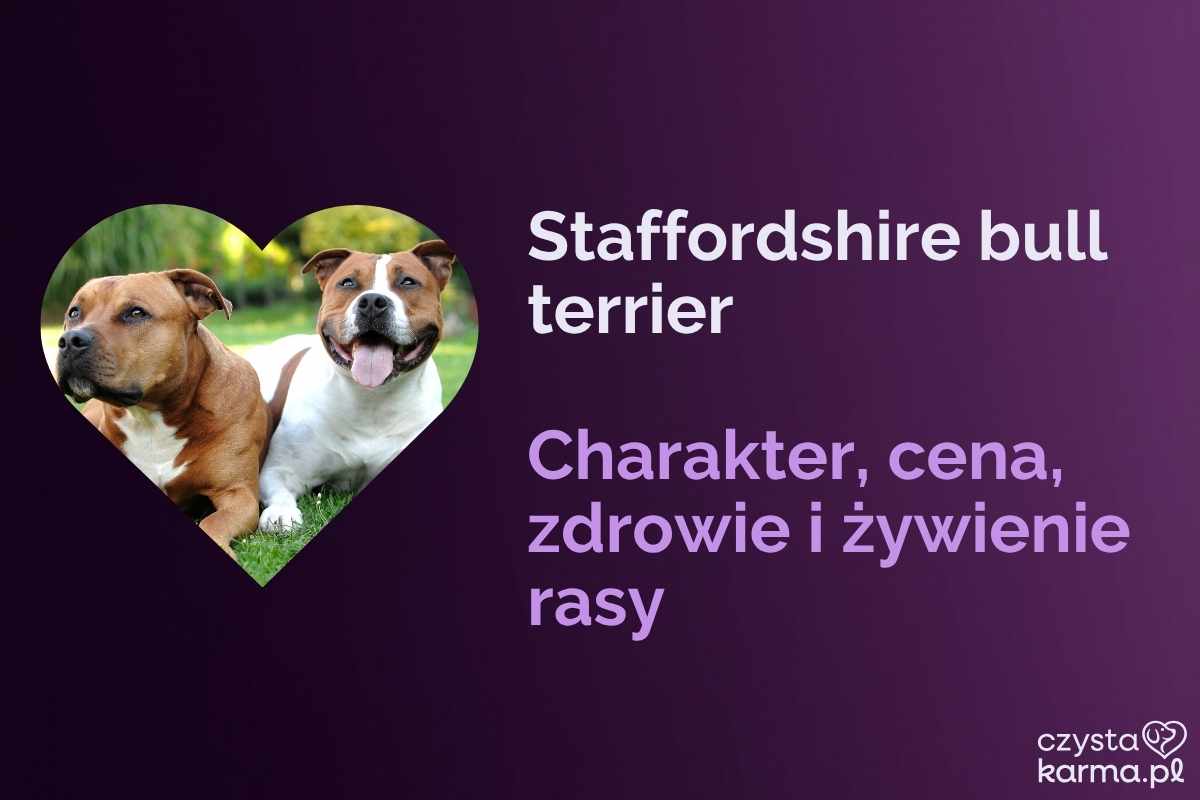 Staffordshire bull terrier — charakter, cena, zdrowie