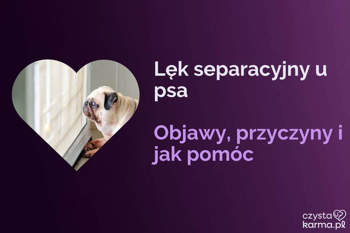 Smutny pies leży przy drzwiach i czeka na powrót opiekuna