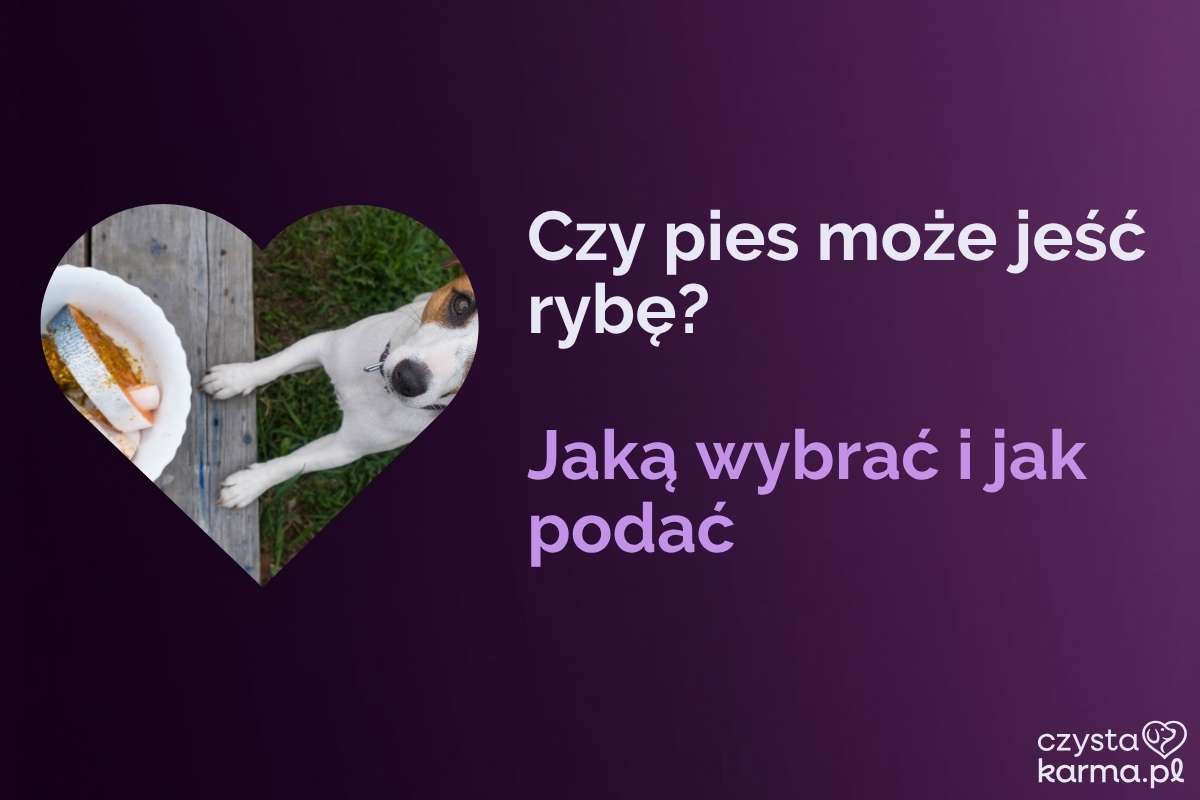 Pies oblizuje się na widok kawałka gotowanego łososia w misce