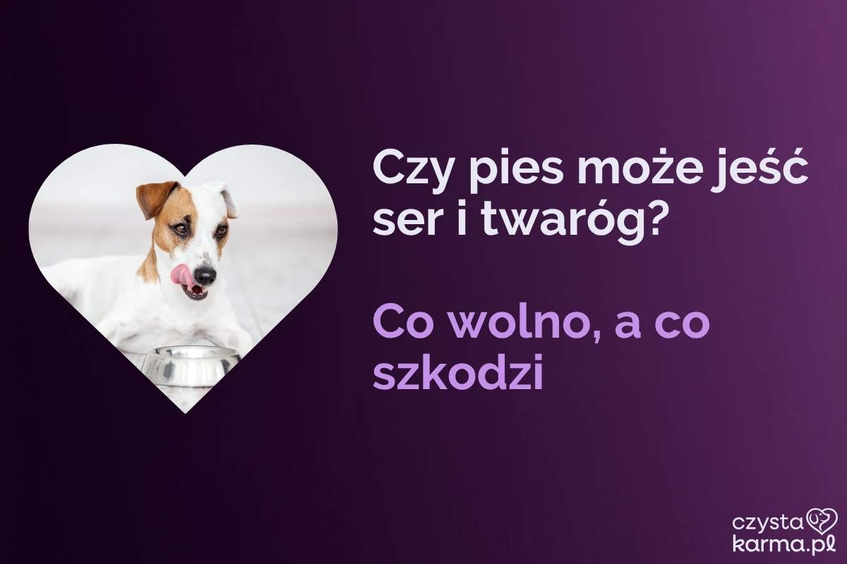 Pies czeka na kawałek białego twarogu trzymany w dłoni