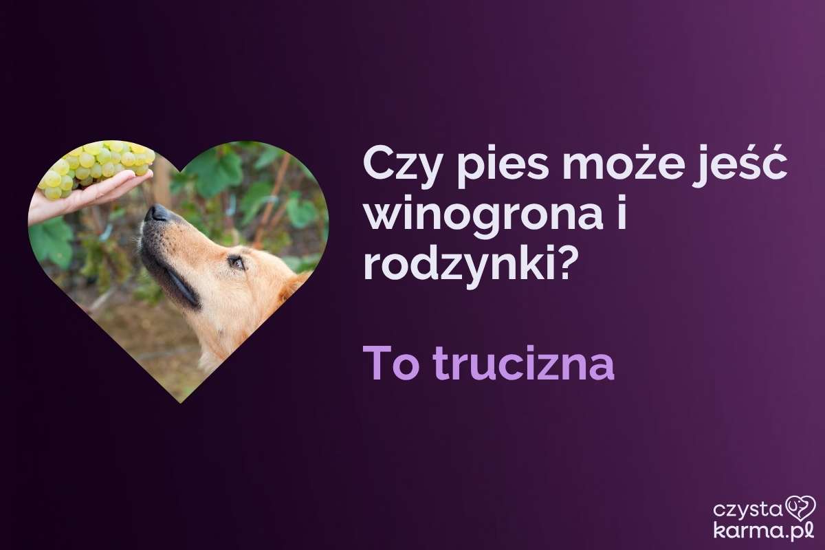 Kiść winogron i rodzynki na stole, obok ostrzegawczy znak dla psa