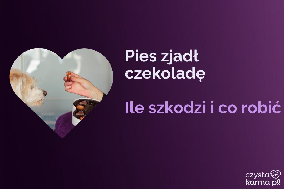 Tabliczka czekolady na blacie, pies siedzi obok i patrzy w górę