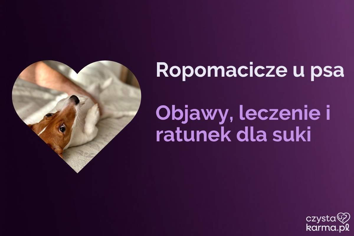 Smutna suczka leży zwinięta, opiekun delikatnie głaszcze jej brzuch