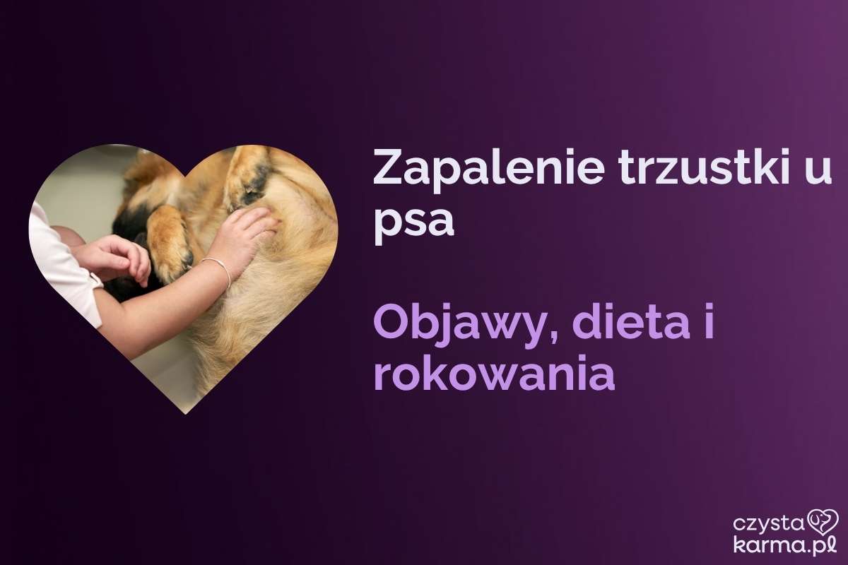 Pies w pozycji modlitewnej z uniesionym zadem, oznaki bólu brzucha