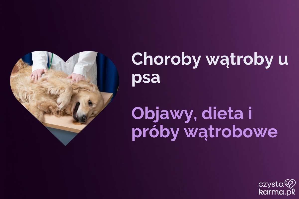 Weterynarz bada brzuch spokojnego psa leżącego na stole