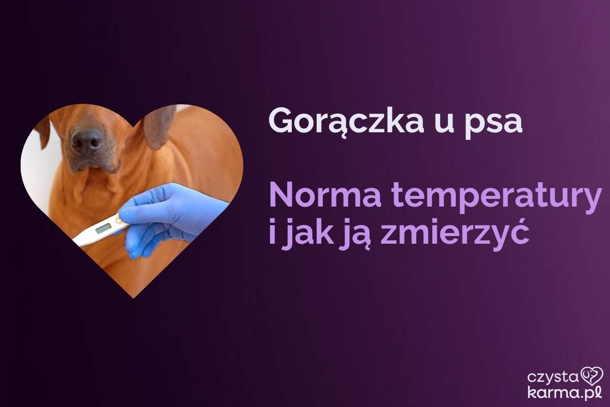 Opiekun mierzy psu temperaturę termometrem, pies spokojnie leży