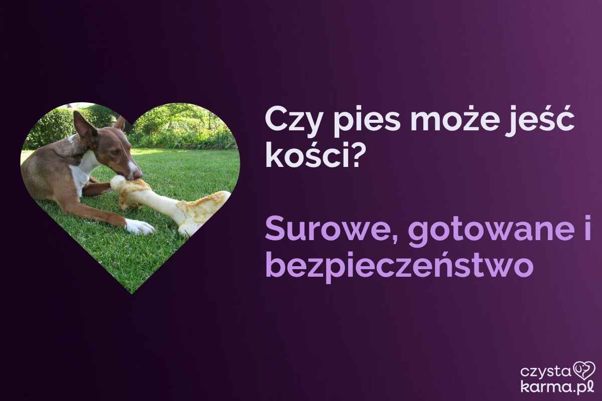 Duży pies gryzie surową mięsistą kość leżąc na trawie