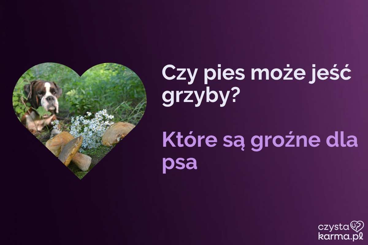 Pies wącha grzyby w lesie, opiekun odciąga go na smyczy